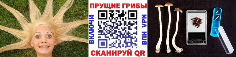 купить наркоту  Кущёвская  Псилоцибиновые грибы Magic Shrooms 